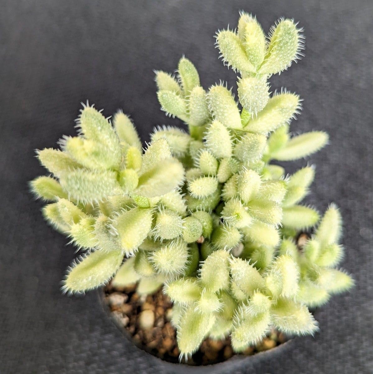 25.【現品 根付き】雷童錦　7.5㌢鉢 斑入り　黄色花 25.【現品 根付き】雷童錦7.5㌢鉢 斑入り黄色花